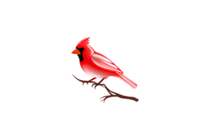 Cardinal：开源 macOS 快速文件搜索工具，支持多种搜索模式，支持区分大小写和正则表达式